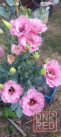 Лизиантус (эустома) Донецк - изображение 4