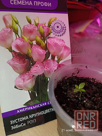 Лизиантус (эустома) Донецк - изображение 1