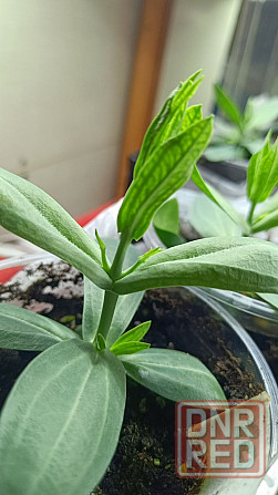 Лизиантус (эустома) Донецк - изображение 8