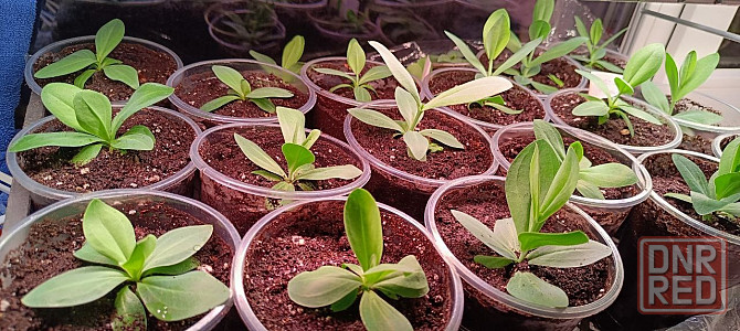 Лизиантус (эустома) Донецк - изображение 7