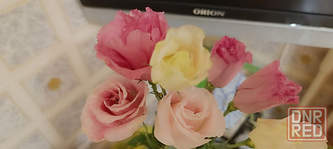 Лизиантус (эустома) Донецк - изображение 6