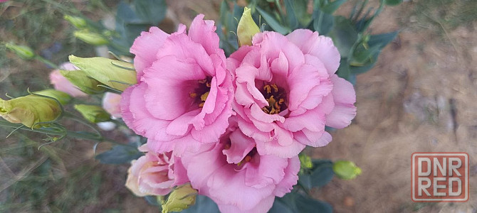 Лизиантус (эустома) Донецк - изображение 8