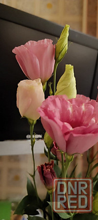 Лизиантус (эустома) Донецк - изображение 2