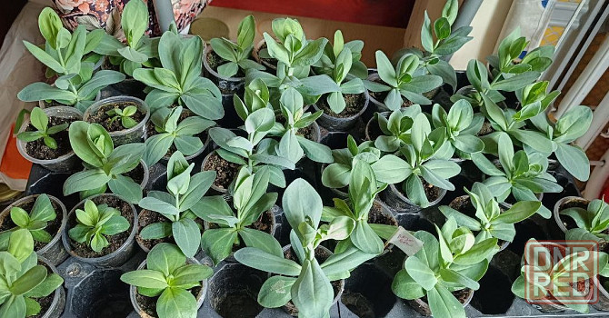 Лизиантус (эустома) Донецк - изображение 5