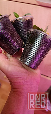 Лизиантус (эустома) Донецк - изображение 2