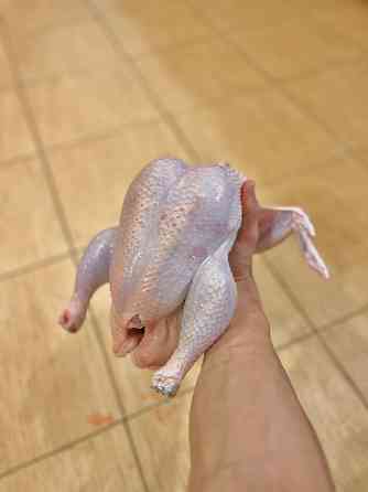 Домашние бройлеры Донецк