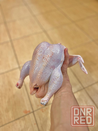 Домашние бройлеры Донецк - изображение 1