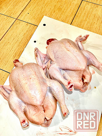 Домашние бройлеры Донецк - изображение 3