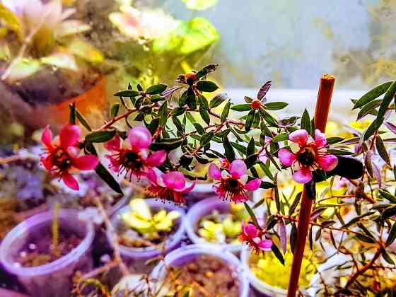 Новозеландский мирт или манука, он же лептоспермум. Донецк
