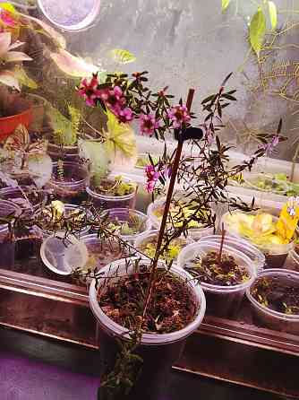 Новозеландский мирт или манука, он же лептоспермум. Донецк