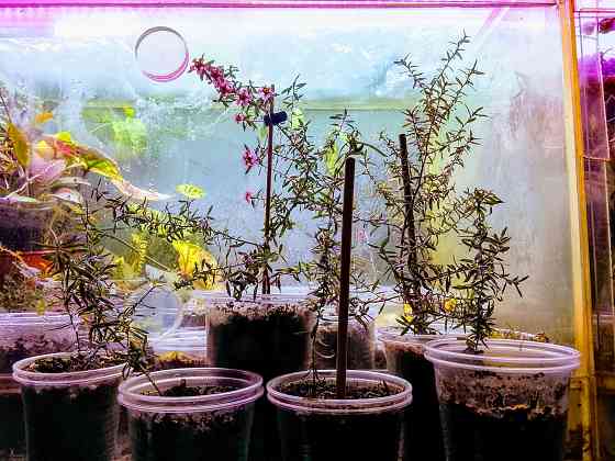 Новозеландский мирт или манука, он же лептоспермум. Донецк