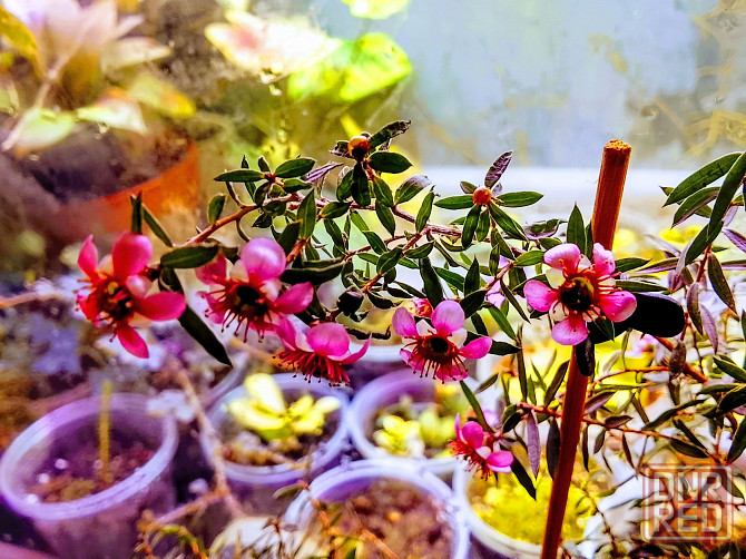 Новозеландский мирт или манука, он же лептоспермум. Донецк - изображение 1