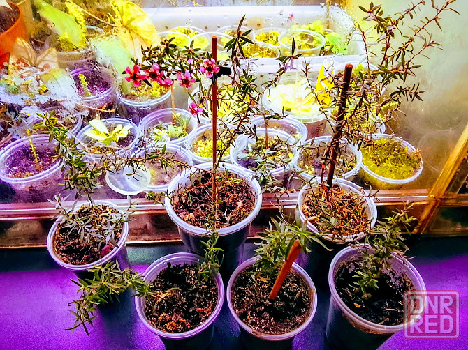 Новозеландский мирт или манука, он же лептоспермум. Донецк - изображение 3