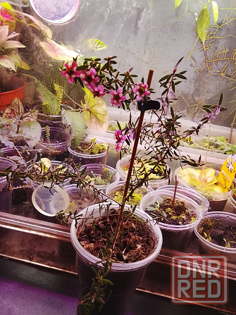 Новозеландский мирт или манука, он же лептоспермум. Донецк - изображение 2