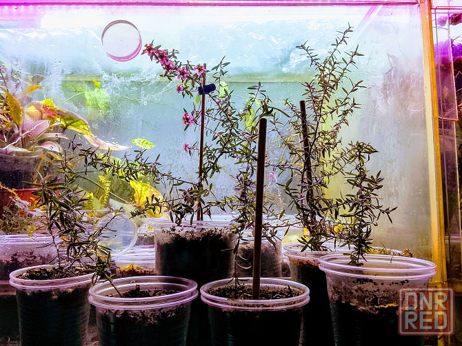 Новозеландский мирт или манука, он же лептоспермум. Донецк - изображение 4