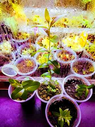 Крупнолистный мирт Донецк