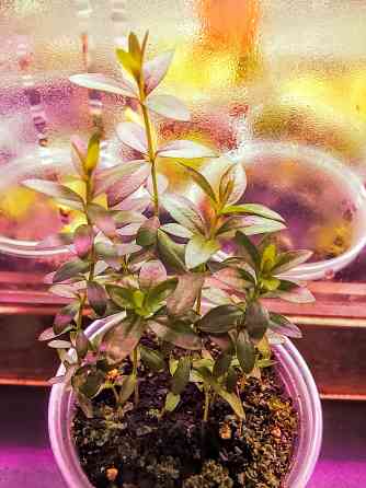 Крупнолистный мирт Донецк