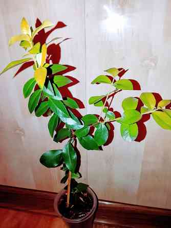 Крупнолистный мирт Донецк