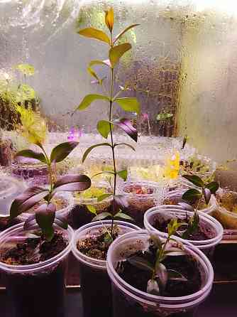 Крупнолистный мирт Донецк