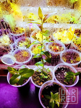 Крупнолистный мирт Донецк - изображение 2