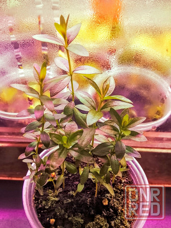 Крупнолистный мирт Донецк - изображение 4