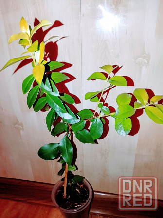 Крупнолистный мирт Донецк - изображение 1