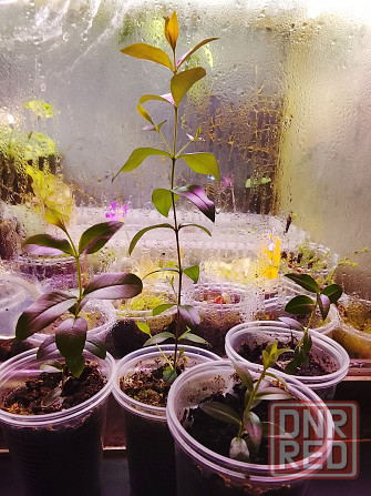 Крупнолистный мирт Донецк - изображение 3