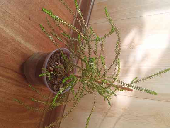 Вересковый мирт или беккея имбриката Донецк