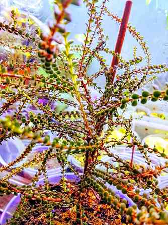 Вересковый мирт или беккея имбриката Донецк