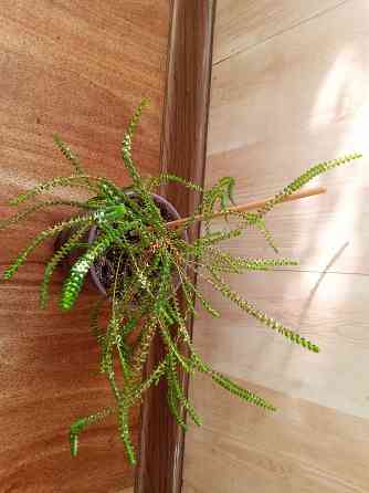 Вересковый мирт или беккея имбриката Донецк