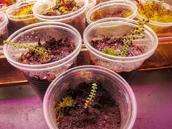 Вересковый мирт или беккея имбриката Донецк