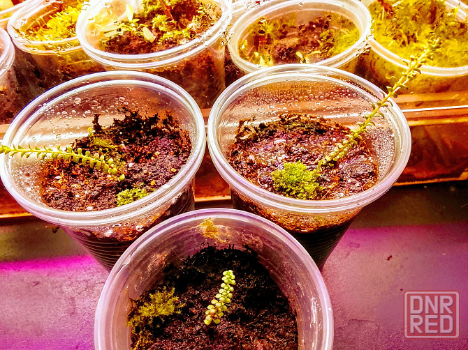 Вересковый мирт или беккея имбриката Донецк - изображение 6