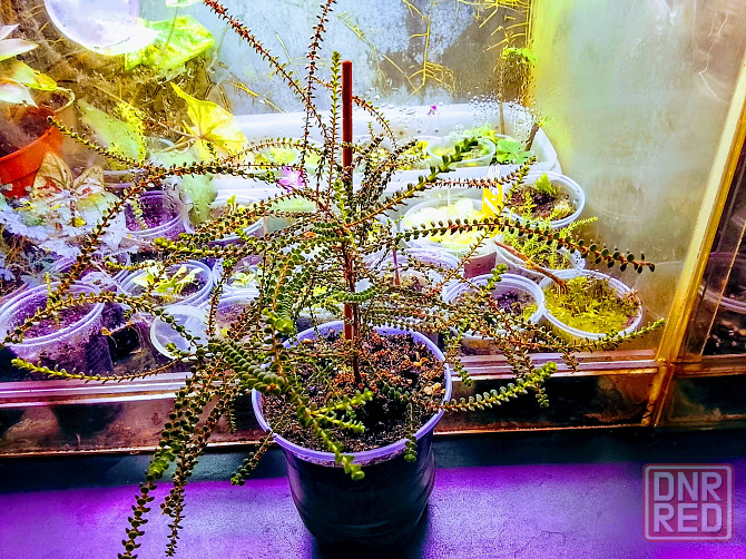 Вересковый мирт или беккея имбриката Донецк - изображение 1