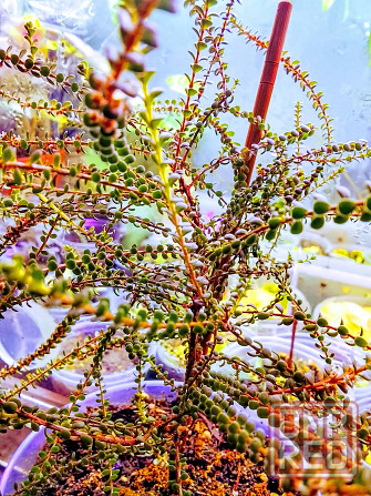 Вересковый мирт или беккея имбриката Донецк - изображение 2