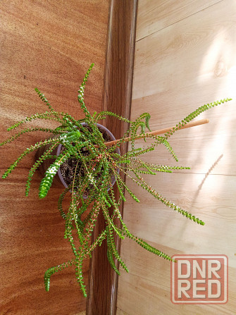 Вересковый мирт или беккея имбриката Донецк - изображение 3