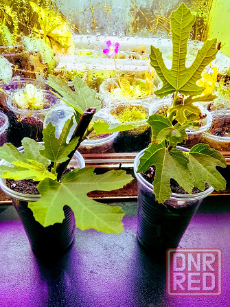 Инжир Донецк - изображение 2