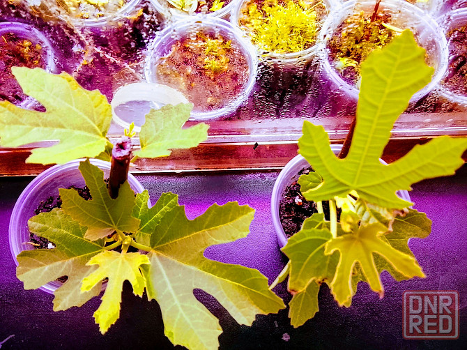 Инжир Донецк - изображение 1