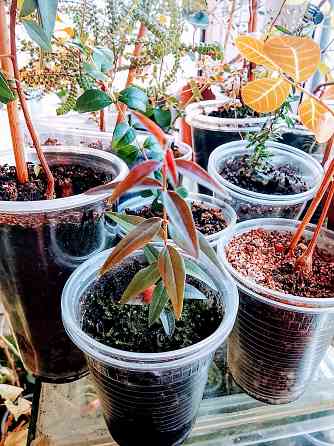 Австромиртус сладкий Донецк