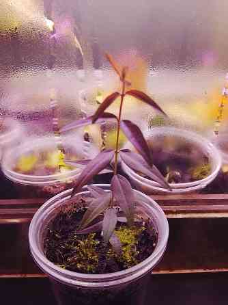 Австромиртус сладкий Донецк