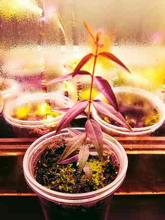 Австромиртус сладкий Донецк