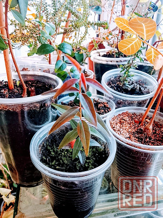 Австромиртус сладкий Донецк - изображение 4