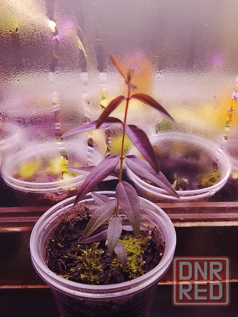 Австромиртус сладкий Донецк - изображение 2