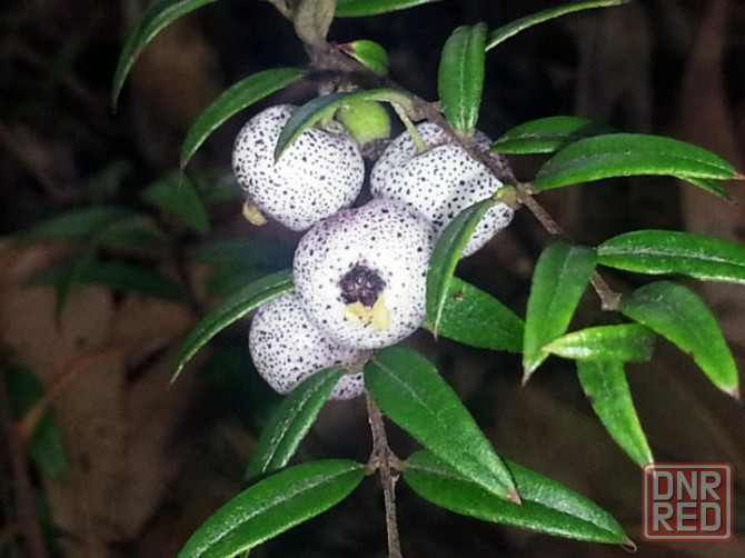 Австромиртус сладкий Донецк - изображение 1