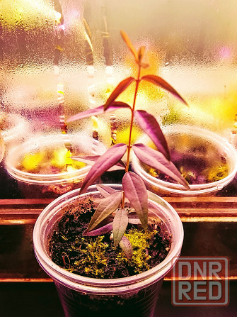 Австромиртус сладкий Донецк - изображение 3