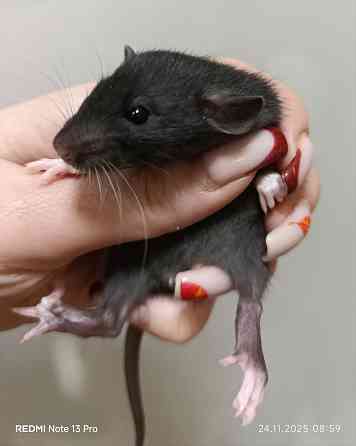 Крысята Дамбо Харцызск