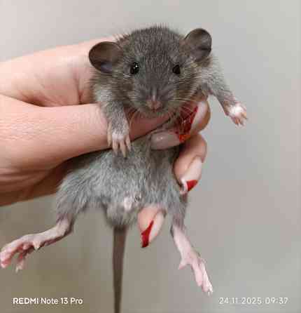 Крысята Дамбо Харцызск