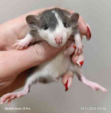 Крысята Дамбо Харцызск