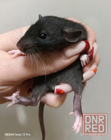 Крысята Дамбо Харцызск - изображение 2