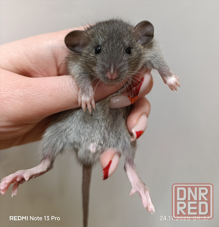 Крысята Дамбо Харцызск - изображение 3