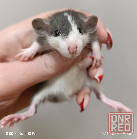 Крысята Дамбо Харцызск - изображение 1